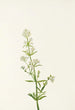 Pohjoisen Gaillet Galium boreale - Mary Vaux Walcott — näkymä teoksesta