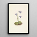 Pohjoisen Pinguicula vulgaris - Mary Vaux Walcott — kehystetty taideteos seinällä
