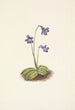 Pohjoisen Pinguicula vulgaris - Mary Vaux Walcott — näkymä teoksesta