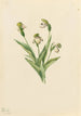 Pohjoisen Venuksen kengän Cypripedium passerinum - Mary Vaux Walcott — näkymä teoksesta