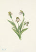 Pohjoisen Venuksen kengät Cypripedium passerinum - Mary Vaux Walcott — näkymä teoksesta