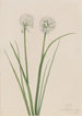 Pohjoisen sipulin Allium sibiricum - Mary Vaux Walcott — näkymä teoksesta