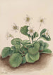 Oconee-kellot Shortia galacifolia - Mary Vaux Walcott — näkymä teoksesta