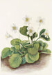 Oconee-kellot Shortia galacifolia - Mary Vaux Walcott — näkymä teoksesta