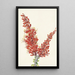 Ocotillo Fouquieria splendens - Mary Vaux Walcott — kehystetty taideteos seinällä