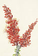 Ocotillo Fouquieria splendens - Mary Vaux Walcott — näkymä teoksesta