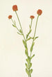 Oranssi Polygala lutea - Mary Vaux Walcott — näkymä teoksesta