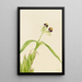 Orkidea Epidendrum cochleatum - Mary Vaux Walcott — kehystetty taideteos seinällä