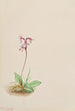 Orchis rotundifolia - Mary Vaux Walcott — näkymä teoksesta