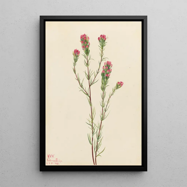 Mary Vaux Walcott - Owlclover Orthocarpus tenuifolius.webp