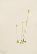 Oxytropis aepicola - Mary Vaux Walcott — näkymä teoksesta