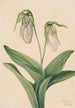 Vaaleat Neitien kengät Cypripedium acaule - Mary Vaux Walcott — näkymä teoksesta