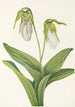 Vaaleat Neitien kengät Cypripedium acaule - Mary Vaux Walcott — näkymä teoksesta