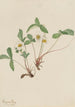 Vaalea mansikka Fragaria glauca - Mary Vaux Walcott — näkymä teoksesta