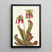 Sarracenia psittacina - Mary Vaux Walcott — kehystetty taideteos seinällä