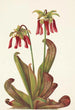 Sarracenia psittacina - Mary Vaux Walcott — näkymä teoksesta