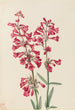 Penstemon parryi - Mary Vaux Walcott — näkymä teoksesta