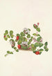 Mitchella rampante Mdtchella repens - Mary Vaux Walcott — näkymä teoksesta