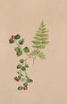 Mitchella rampante Mitchella repens - Mary Vaux Walcott — näkymä teoksesta
