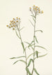 Immortelle perle Anaphalis margaritacea - Mary Vaux Walcott — näkymä teoksesta