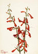 Penstémon barbu Pentstemon barbatus - Mary Vaux Walcott — näkymä teoksesta
