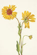 Gaillarde vivace Gaillardia aristata - Mary Vaux Walcott — näkymä teoksesta