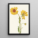 Gaillarde vivace Gaillardia aristata - Mary Vaux Walcott — kehystetty taideteos seinällä