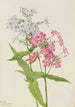 Phlox vivace Phlox paniculata - Mary Vaux Walcott — näkymä teoksesta