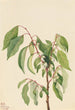 Plaqueminier de Virginie Diospyros virginiana - Mary Vaux Walcott — näkymä teoksesta