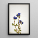 Phacélie de Parry Phacelia parryi - Mary Vaux Walcott — kehystetty taideteos seinällä