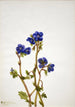 Phacélie de Parry Phacelia parryi - Mary Vaux Walcott — näkymä teoksesta