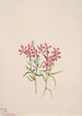 Phlox stansburyi - Mary Vaux Walcott — näkymä teoksesta