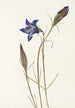 Gentiane des pinèdes Gentiana porphyrio - Mary Vaux Walcott — näkymä teoksesta