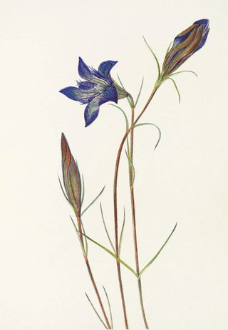 Mary Vaux Walcott - Pinebarren Gentian Gentiana porphyrio.webp