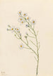 Aster des pinèdes Aster squarrosus - Mary Vaux Walcott — näkymä teoksesta