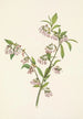 Myrtille des pinèdes Vaccinium tenellum - Mary Vaux Walcott — näkymä teoksesta