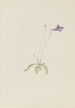 Pinguicula vulgaris - Mary Vaux Walcott — näkymä teoksesta