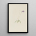 Pinguicula vulgaris - Mary Vaux Walcott — kehystetty taideteos seinällä