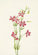 Centaurée rose Centaurium venustum - Mary Vaux Walcott — näkymä teoksesta