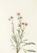 Vergerette rose Erigeron caespitosus - Mary Vaux Walcott — näkymä teoksesta
