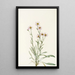 Vergerette rose Erigeron caespitosus - Mary Vaux Walcott — kehystetty taideteos seinällä