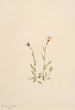 Vergerette vaaleanpunainen Erigeron jucundus - Mary Vaux Walcott — näkymä teoksesta