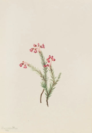 Mary Vaux Walcott - Pink Heather Phyllodoce empetriformis.webp