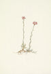 Antennaires vaaleanpunaiset Antennaria rosea - Mary Vaux Walcott — näkymä teoksesta