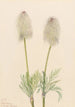 Anémone plume Pulsatilla occidentalis - Mary Vaux Walcott — näkymä teoksesta