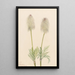 Anémone plume Pulsatilla occidentalis - Mary Vaux Walcott — kehystetty taideteos seinällä