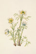 Fleur d'anémone plume Pulsatilla occidentalis - Mary Vaux Walcott — näkymä teoksesta