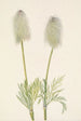 Anémone plume hedelmä Pulsatilla occidentalis - Mary Vaux Walcott — näkymä teoksesta