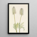 Anémone plume hedelmä Pulsatilla occidentalis - Mary Vaux Walcott — kehystetty taideteos seinällä