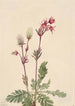 Fumée des prairies Sieversia ciliata - Mary Vaux Walcott — näkymä teoksesta